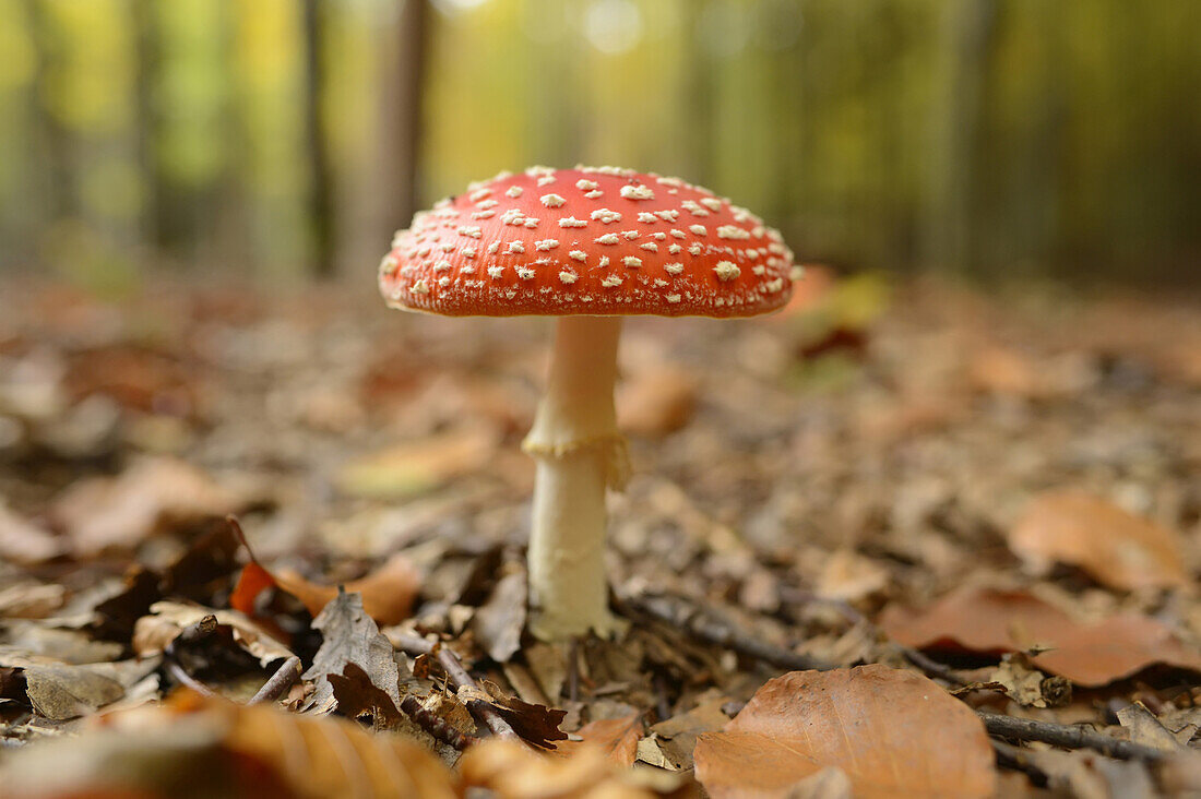 Close-up of Fly Agaric (Amanita muscaria) on Forest Floor in Autumn, Neumarkt, Upper Palatinate, Bavaria, Germany