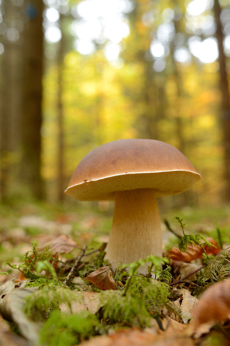 Close-up of Penny Bun (Boletus edulis) on Forest Floor in Autumn, Neumarkt, Upper Palatinate, Bavaria, Germany