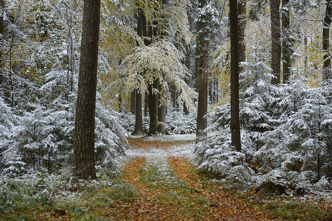 Schnee auf Wanderweg durch Buchenwald mit Rotbuche (Fagus sylvatica) im Herbst, Oberpfalz, Bayern, Deutschland