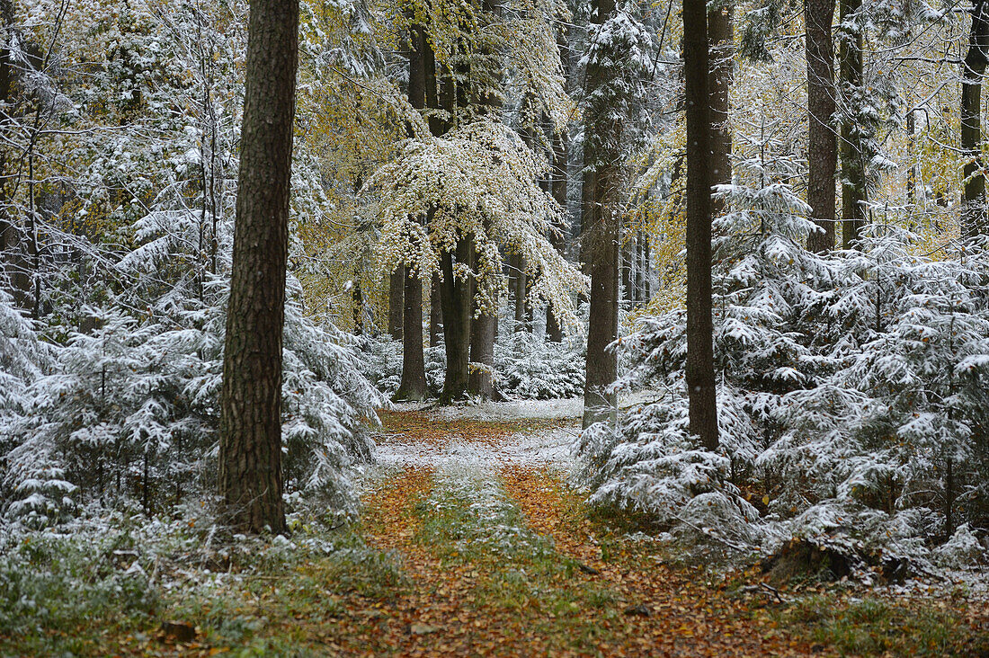 Snow on Footpath through Beech Forest with European Beech (Fagus sylvatica) in Autumn, Upper Palatinate, Bavaria, Germany