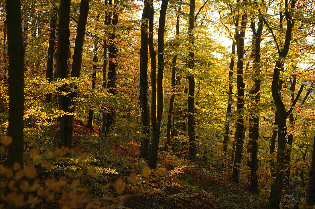 Rotbuche (Fagus sylvatica) Wald im Herbstlaub, Oberpfalz, Bayern, Deutschland