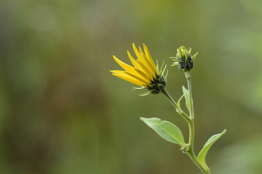 Close-up of Jerusalem Artichoke (Helianthus tuberosus) Flower, Neumarkt, Upper Palatinate, Bavaria, Germany