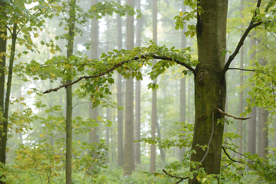 Rotbuche (Fagus sylvatica) Baum im Wald, Oberpfalz, Bayern, Deutschland
