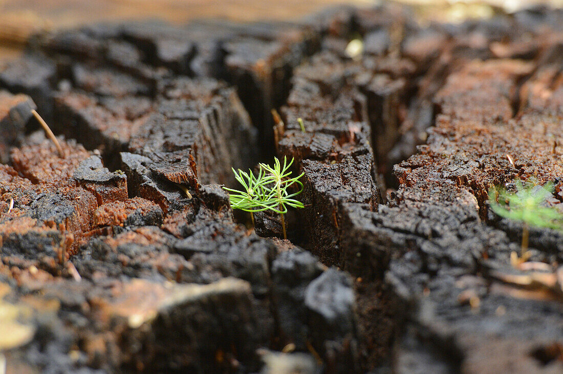 Norway Spruce (Picea abies) Seedlings Growing in Old Wood, Upper Palatinate, Bavaria, Germany