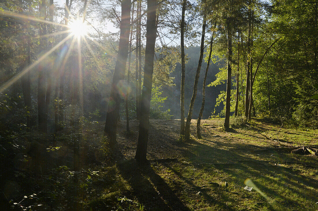 Sonnenstrahlen durch Wald mit Fichte (Picea abies), Oberpfalz, Bayern, Deutschland