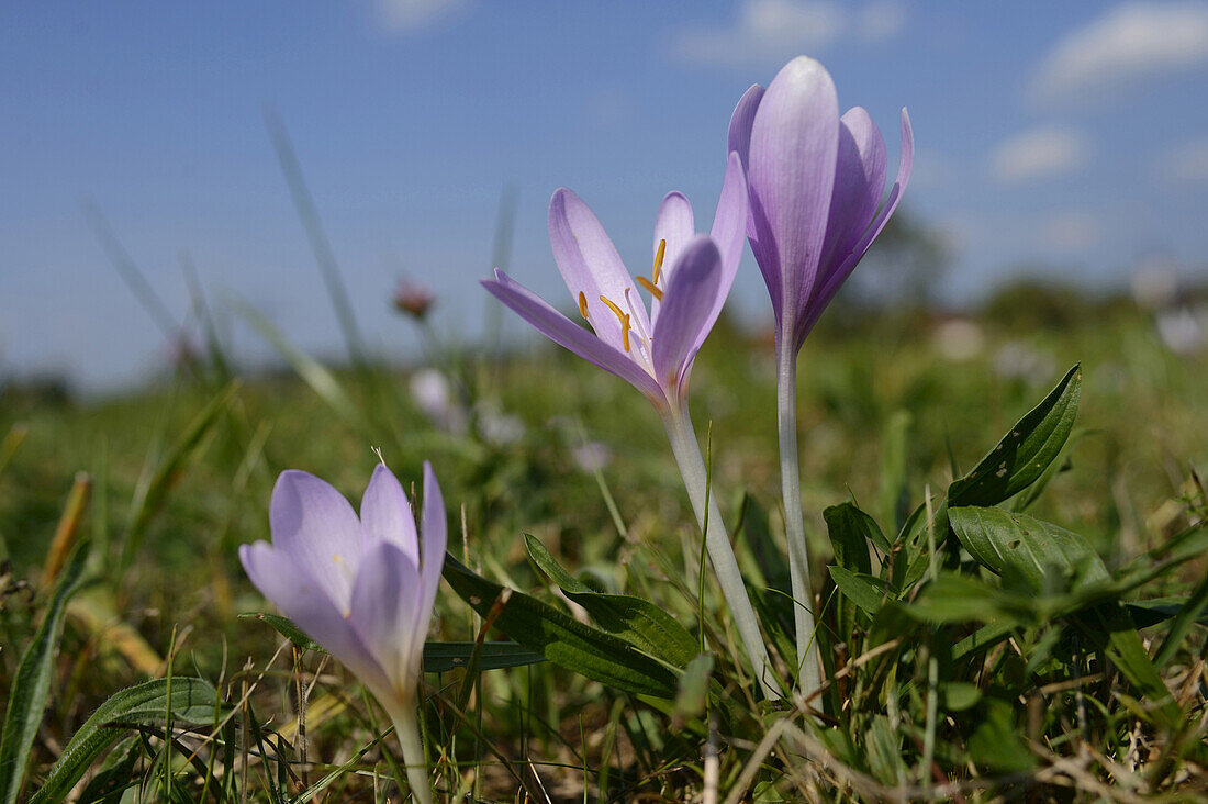 Close-up of Autumn Crocuses (Colchicum autumnale) in Meadow, Bavaria, Germany