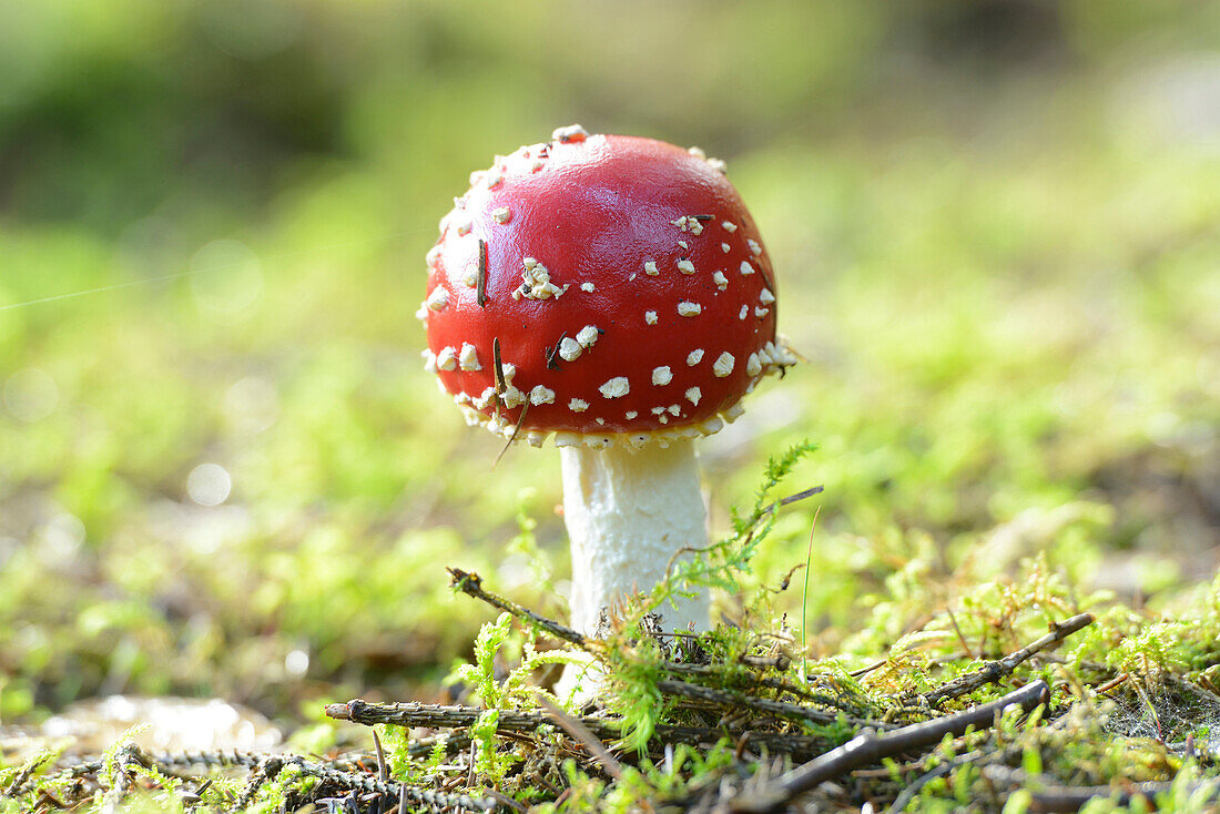 Close-up of Fly Agaric (Amanita muscaria) on Forest Floor, Neumarkt, Upper Palatinate, Bavaria, Germany