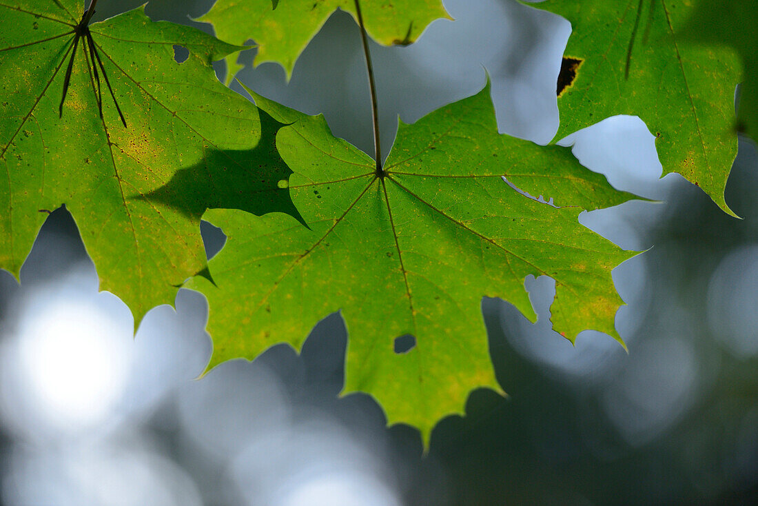 Nahaufnahme von Ahorn (Acer) Blättern, Oberpfalz, Bayern, Deutschland