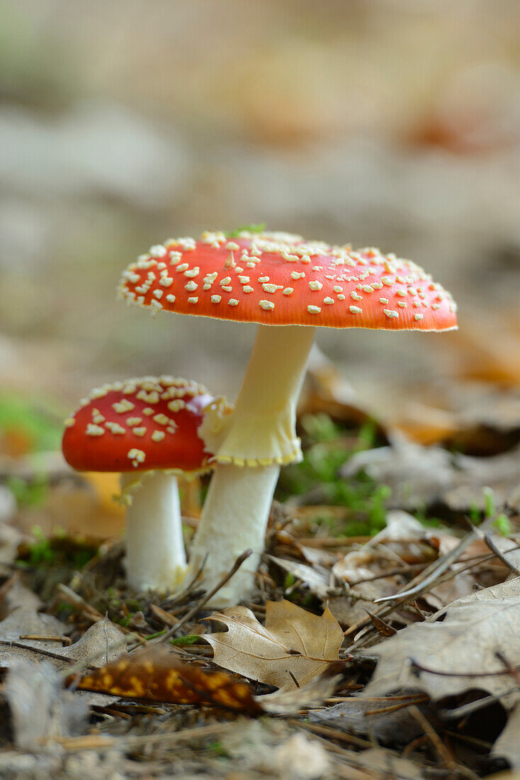 Close-up of Fly Agaric (Amanita muscaria) on Forest Floor, Neumarkt, Upper Palatinate, Bavaria, Germany