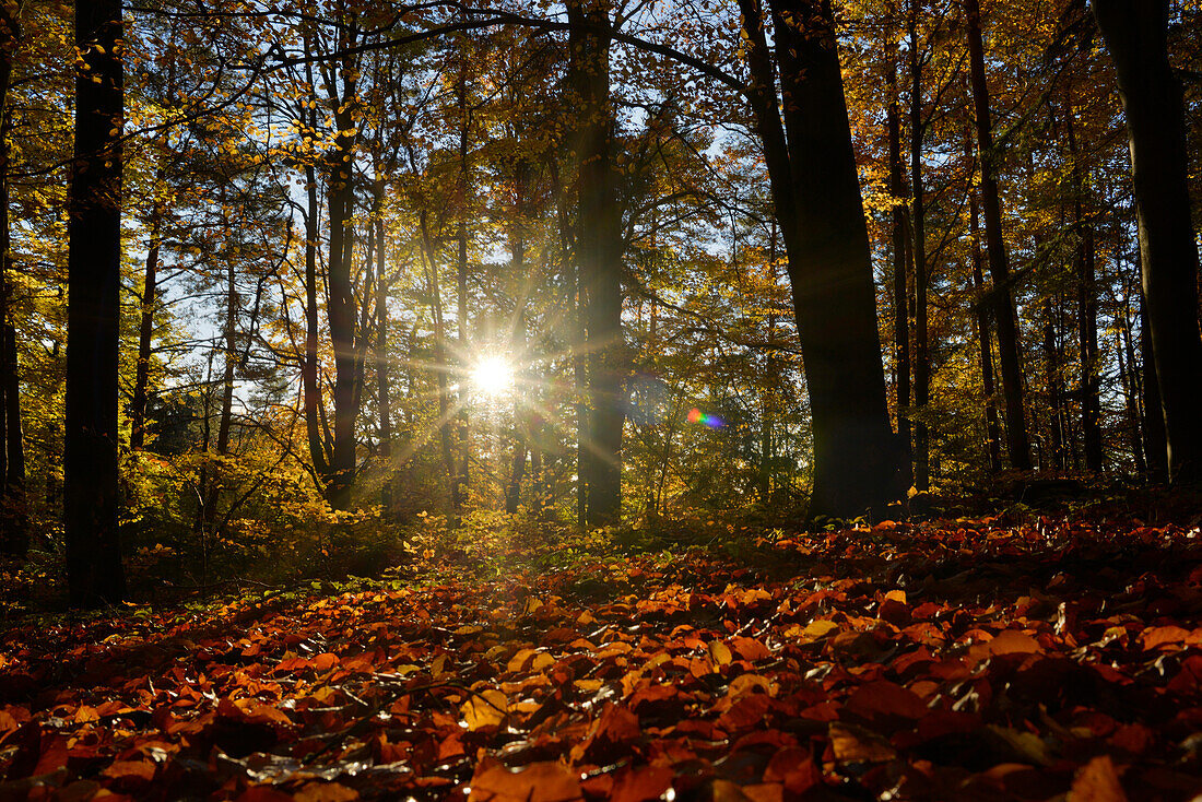 Sonnenstrahlen durch Rotbuchenwald (Fagus sylvatica) im Herbst, Oberpfalz, Bayern, Deutschland