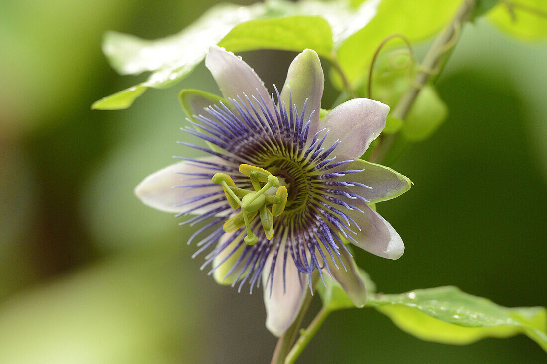 Nahaufnahme der Blauen Passionsblume (Passiflora caerulea), Bayern, Deutschland