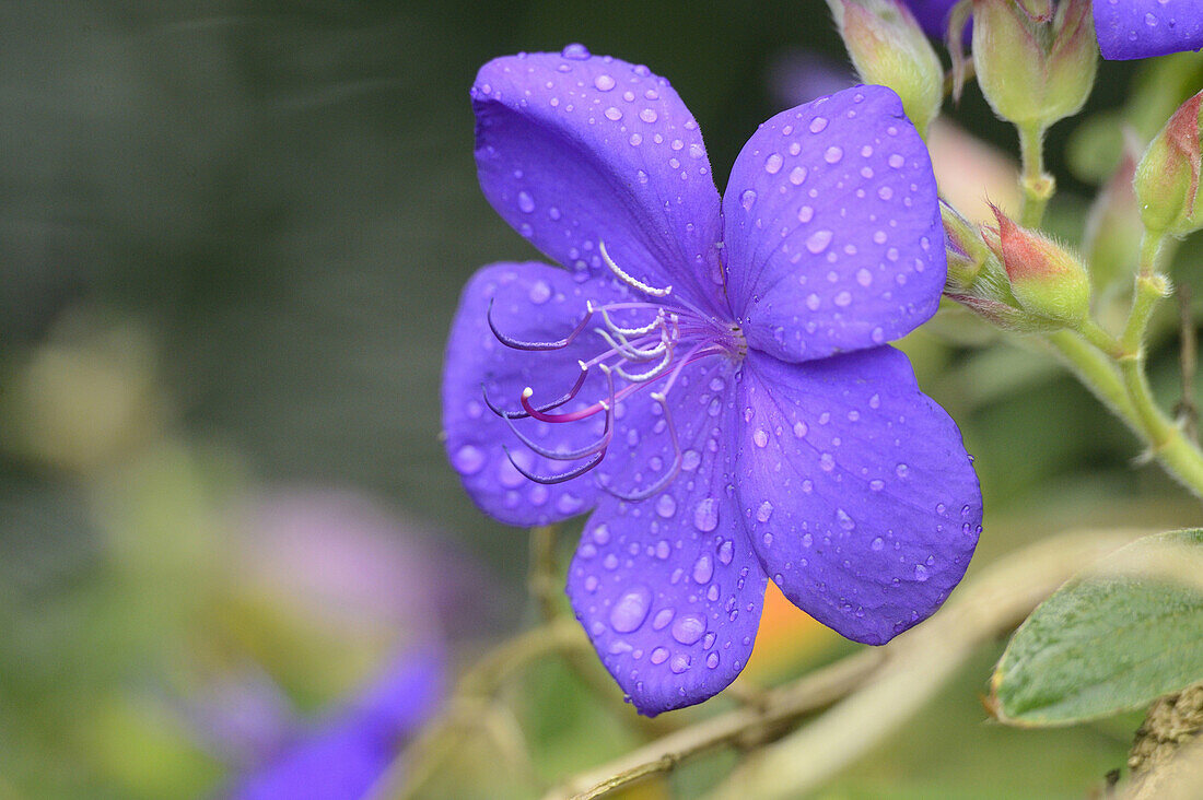 Close-up of Princess Plant (Tibouchina urvilleana) Flower, Bavaria, Germany