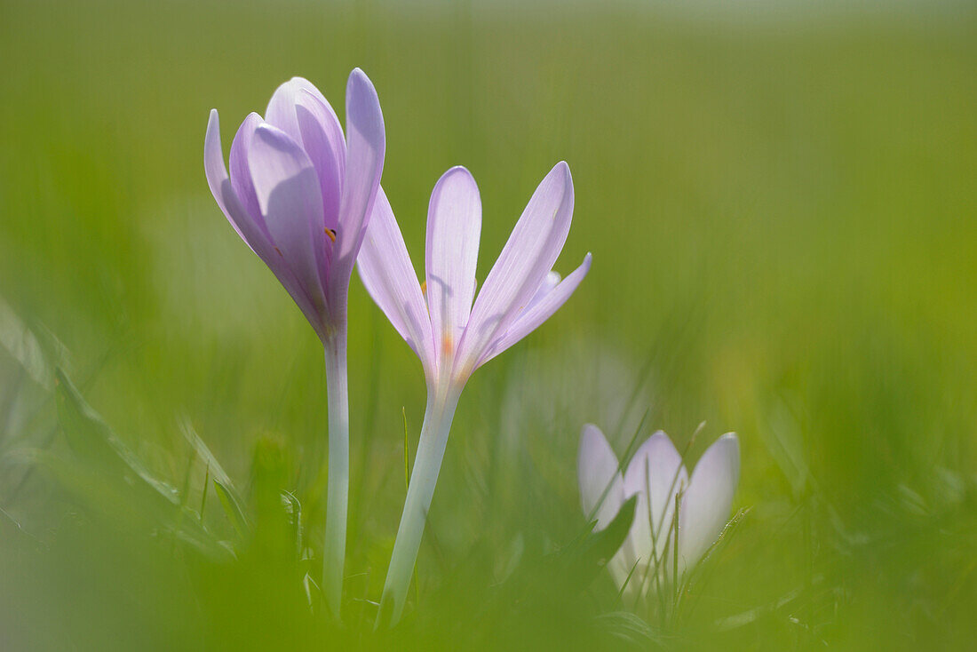 Nahaufnahme von Herbstkrokussen (Colchicum autumnale) auf einer Wiese, Bayern, Deutschland