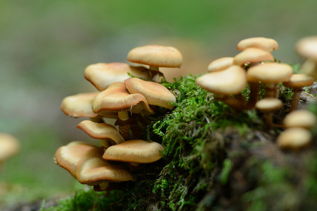 Honey Fungus, Armillaria mellea Growing on Forest Floor, Bavaria, Germany