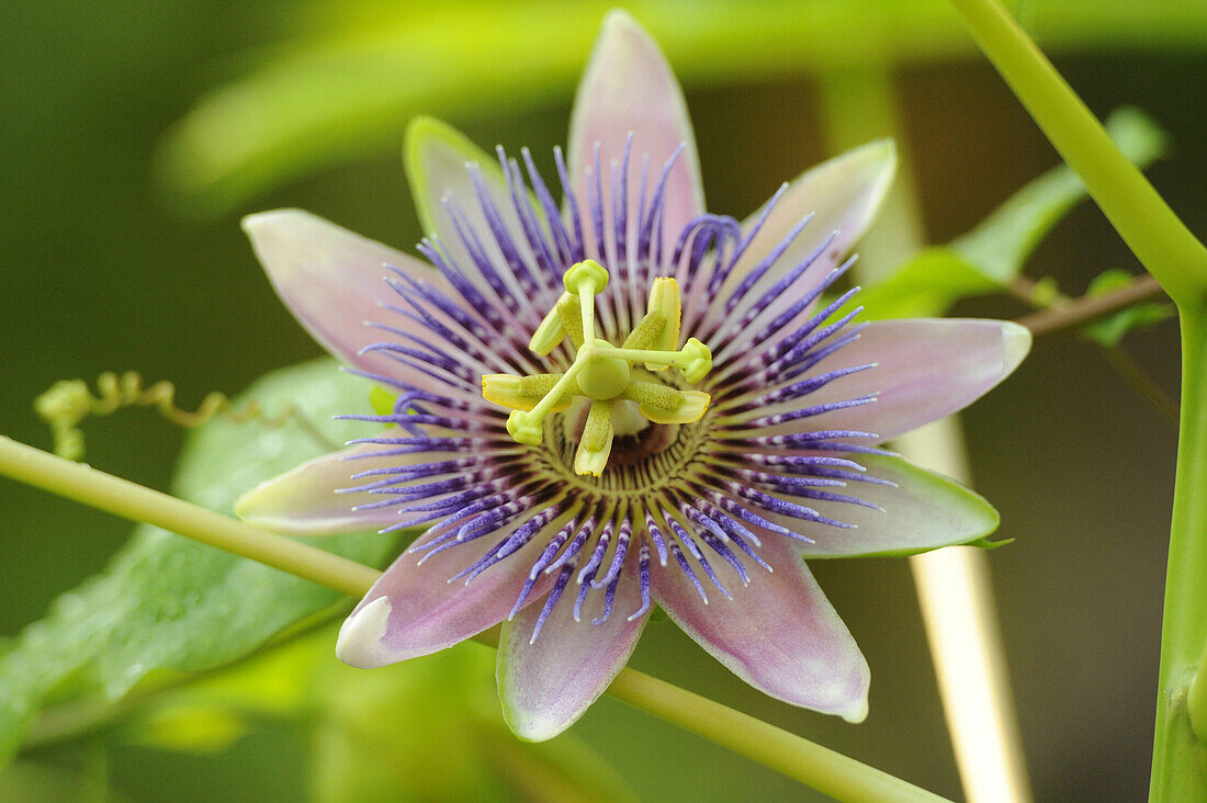 Close-up of Blue Passion Flower (Passiflora caerulea), Bavaria, Germany