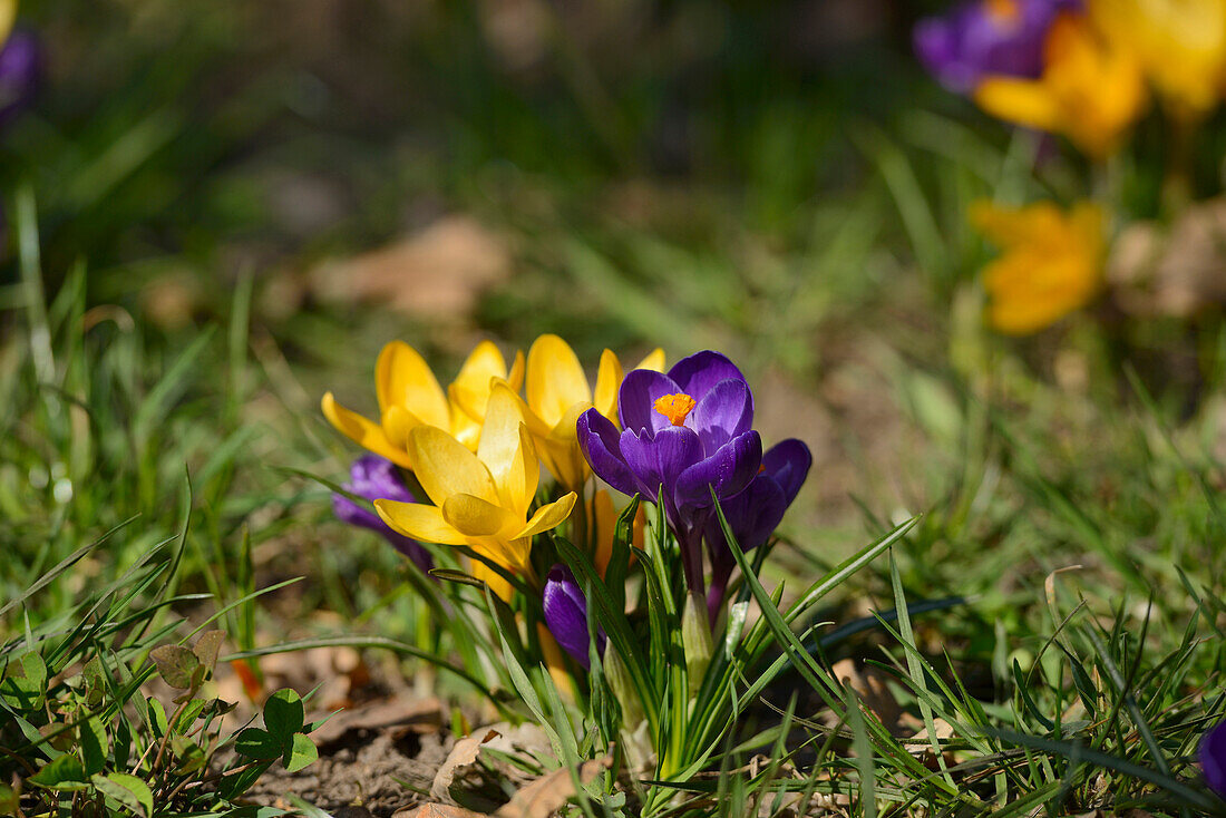 Close-Up of Crocuses in Early Springtime, Franconia, Bavaria, Germany