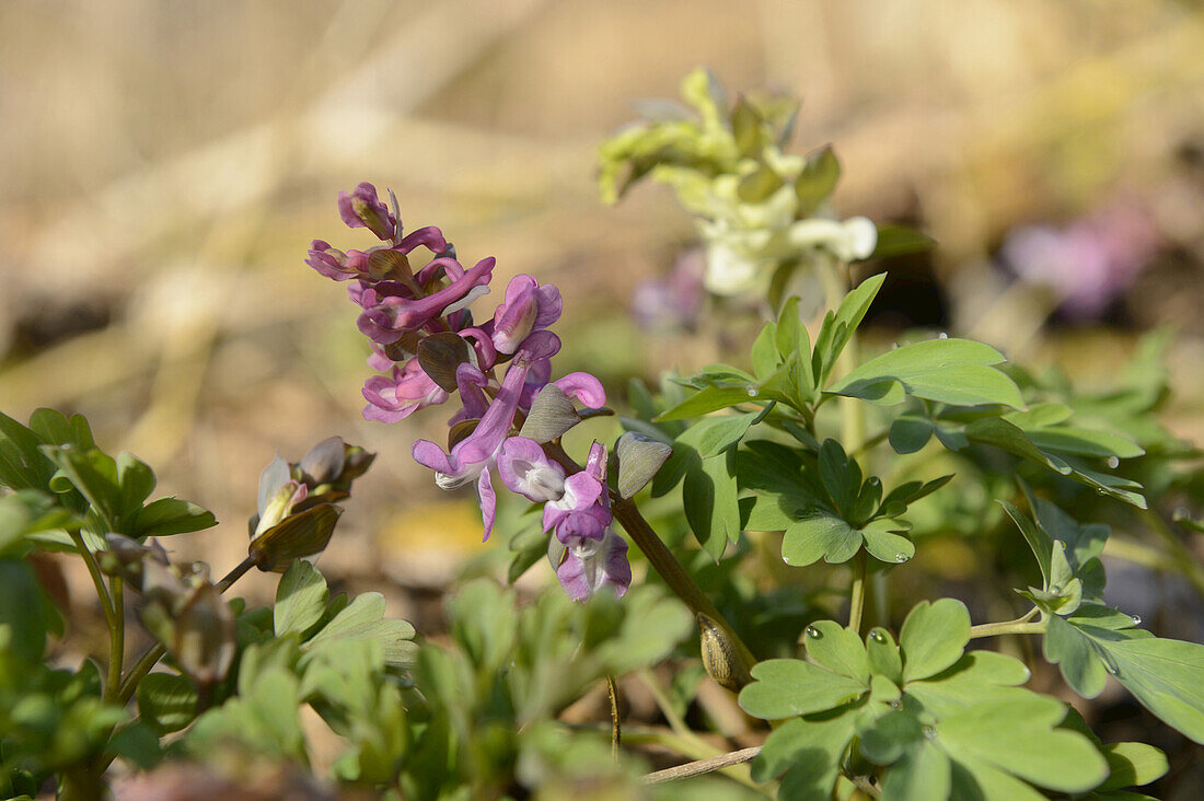 Nahaufnahme von Corydalis Cava im Vorfrühling, Oberpfalz, Bayern, Deutschland