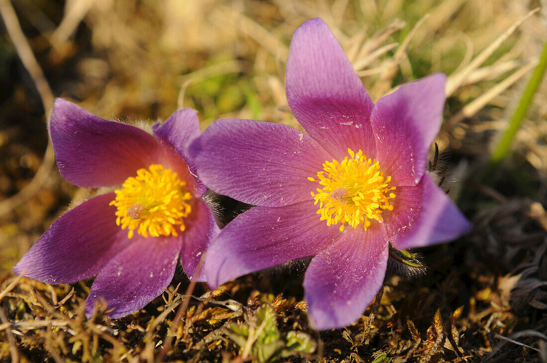 Nahaufnahme von Pulsatilla vulgaris, Wiesenschaumkraut, Oberpfalz, Bayern, Deutschland