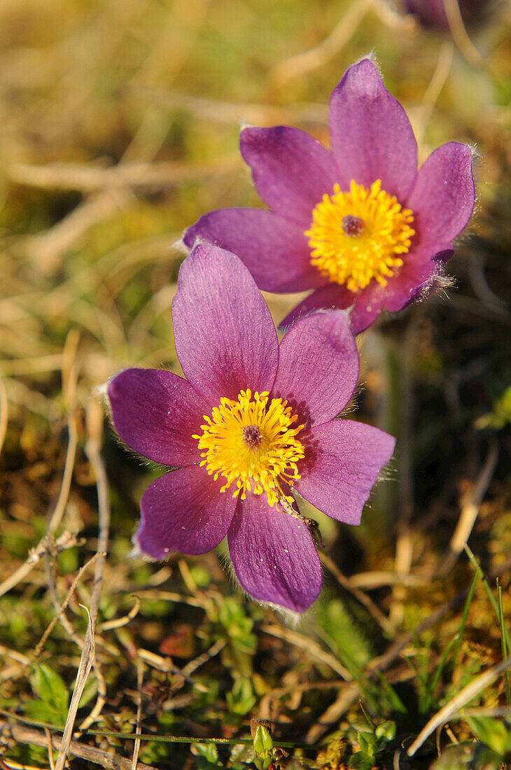 Close-Up of Pulsatilla Vulgaris, Pasque Flower, Oberpfalz, Bavaria, Germany