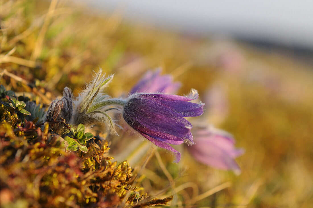 Close-Up of Pulsatilla Vulgaris, Pasque Flower, Oberpfalz, Bavaria, Germany