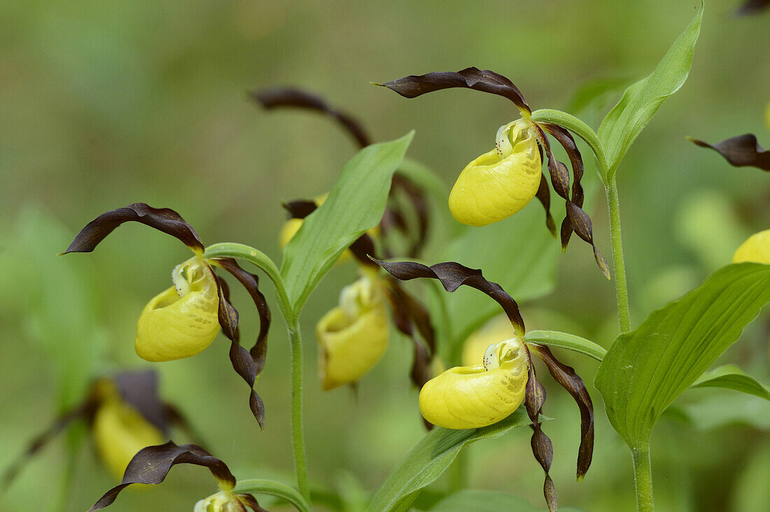 Close-Up of Cypripedium Calceolus, Lady's Slipper Orchids, Oberpfalz, Bavaria, Germany