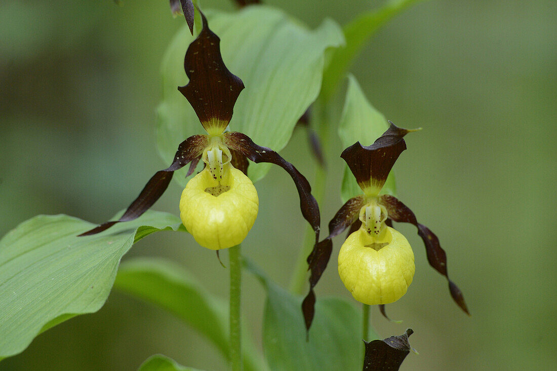 Nahaufnahme von Cypripedium Calceolus, Frauenschuh-Knabenkraut, Oberpfalz, Bayern, Deutschland