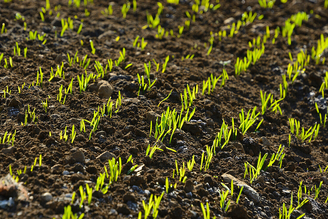 Detail of Growing Corn Field, Bavaria, Germany