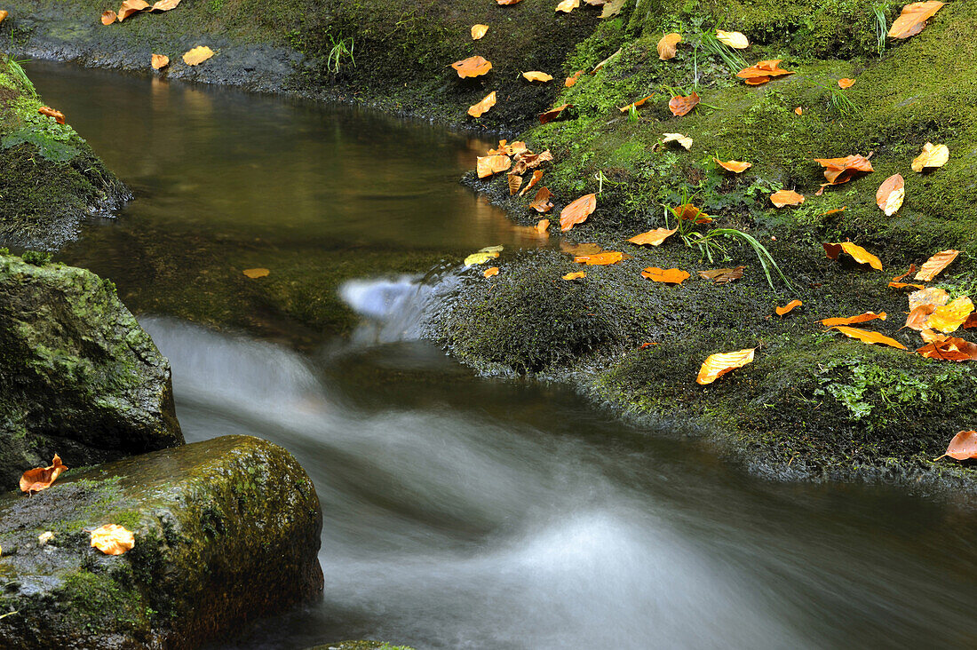 Forest Stream in Autumn, Bavarian Forest National Park, Bavarian Forest, Bavaria, Germany