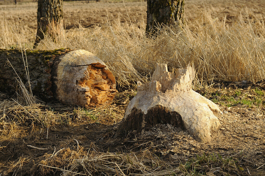 An old willow (salix) fallen by a European beaver (Castor fiber), Bavaria, Germany