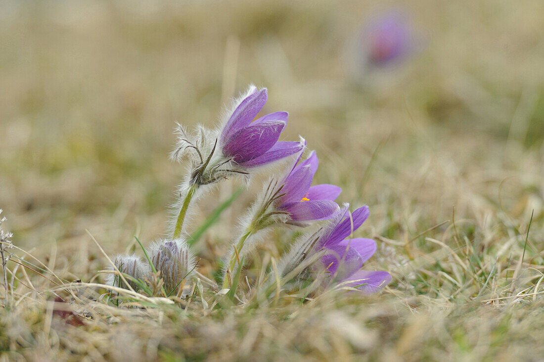 Blooms of a Pulsatilla (Pulsatilla vulgaris) in the grassland in early spring of Bavaria, Germany