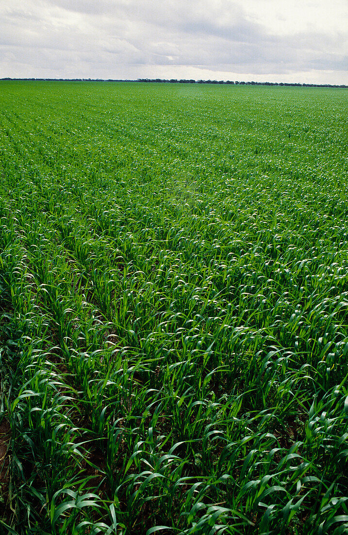 Green Wheat Crop in Early Stage of Growth, Australia