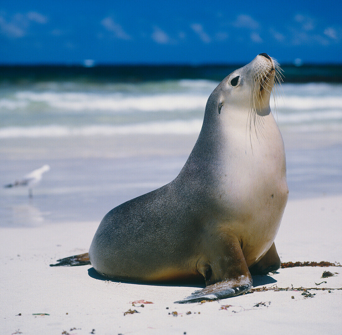 Robbe am Strand, Kangaroo Island, Australien