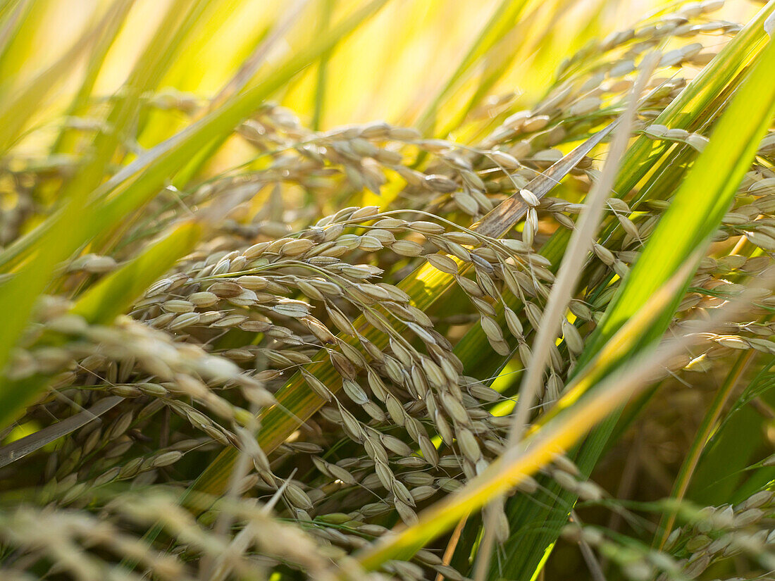 Rice Crop Ready for Harvest, Australia