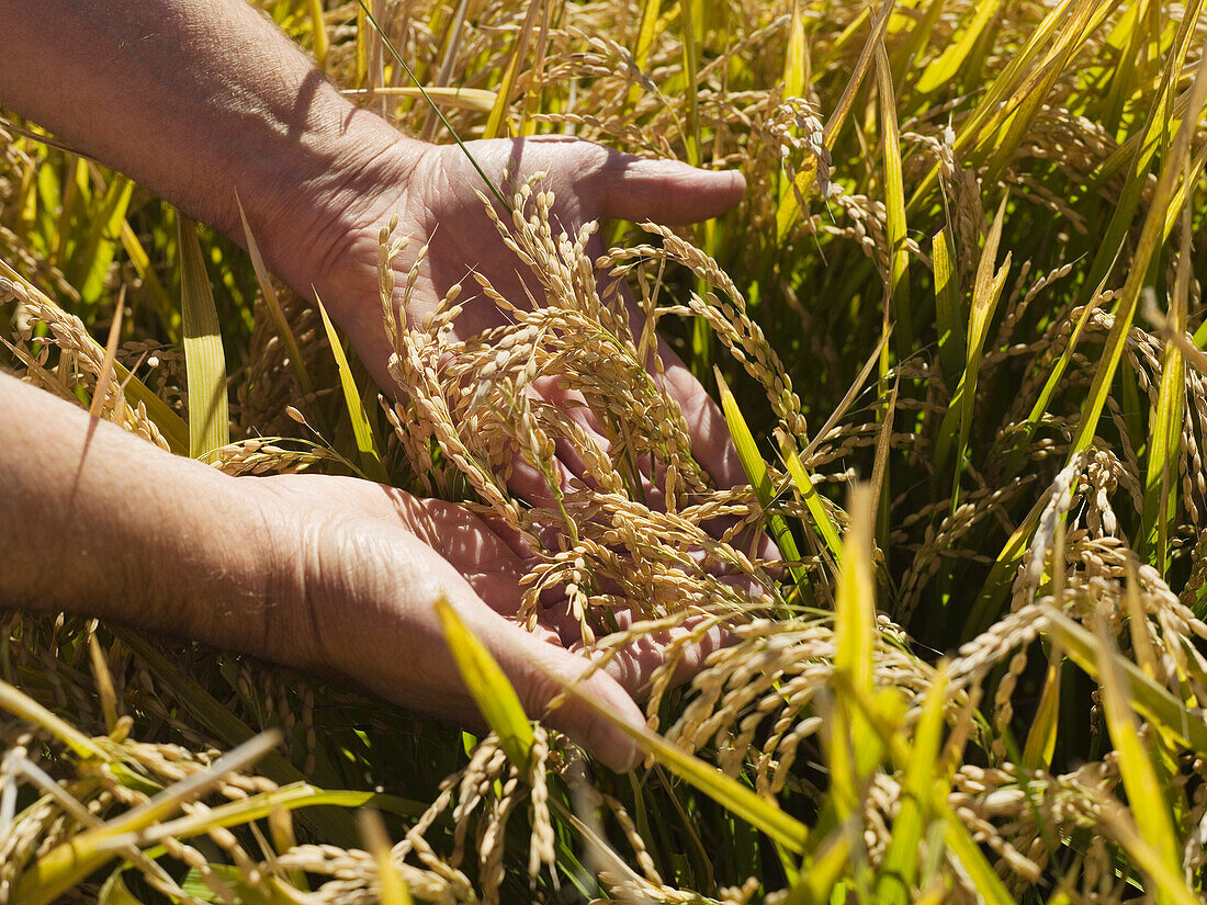 Rice Crop Ready for Harvest, Australia