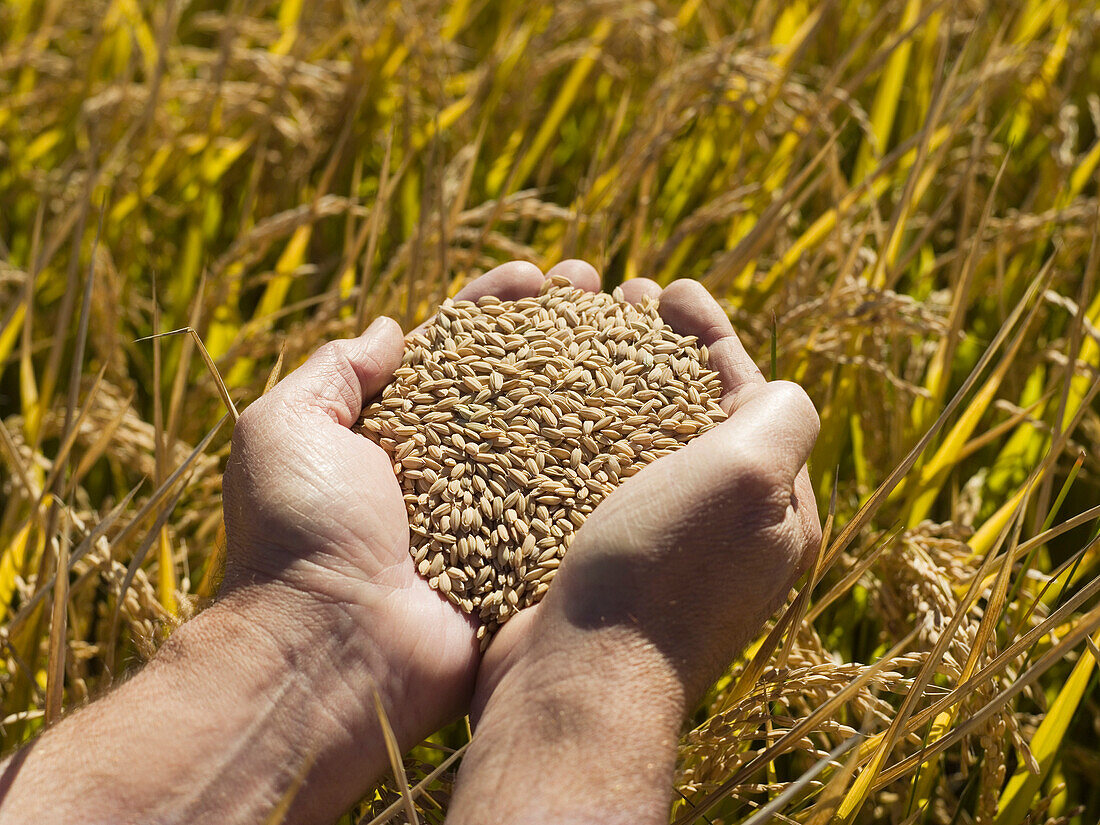 Hände halten Reis, erntereifes Getreide, Australien
