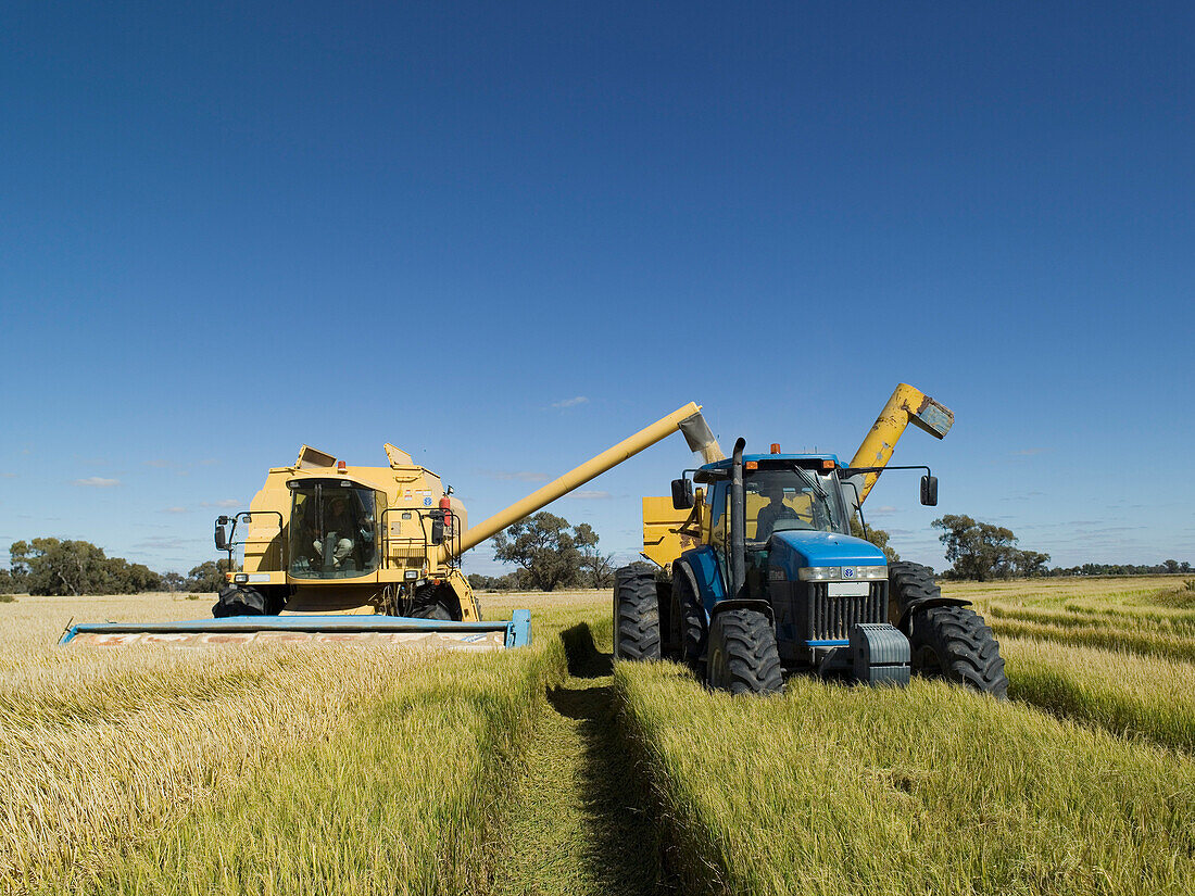 Rice Harvesting, Australia