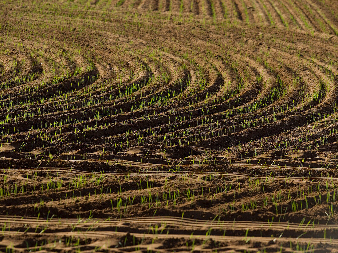 Gepflügtes Feld, bereit für die Weizenaussaat, Australien