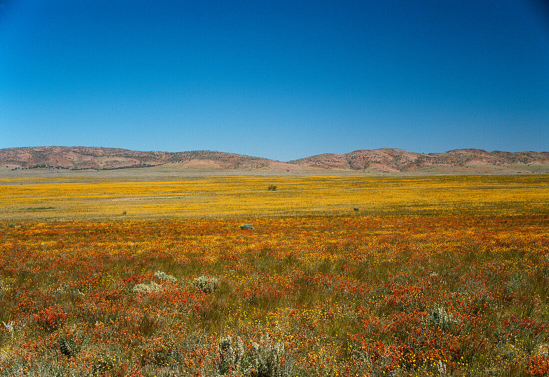 Blühende Wüste, Wildblumen, Australien