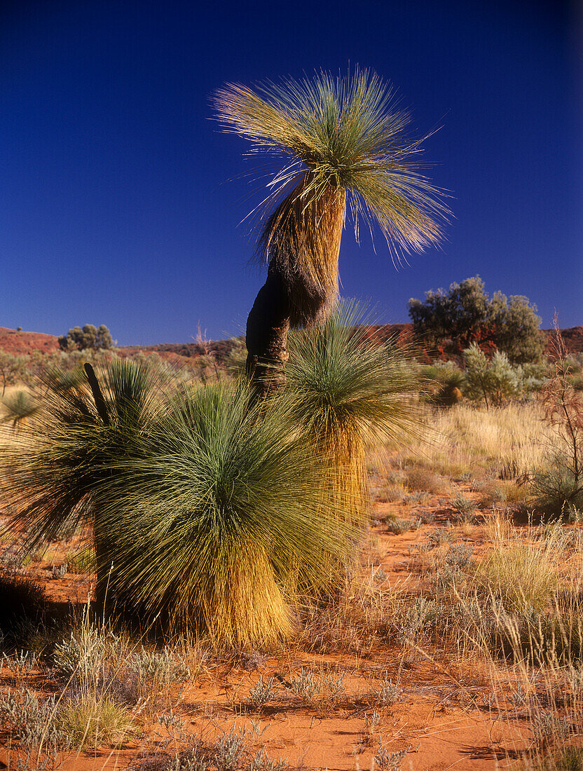 Grasstree in Desert, Australia