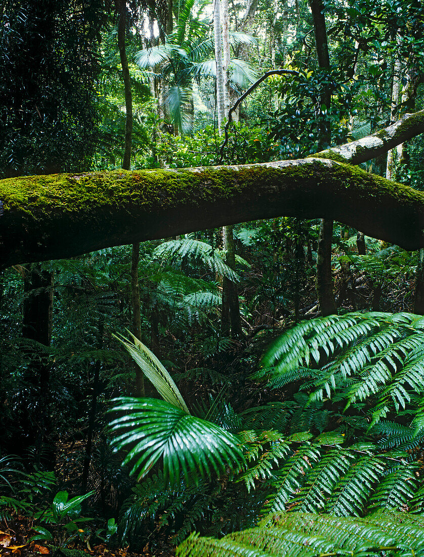 Regenwald, Lamington National Park, Queensland, Australien