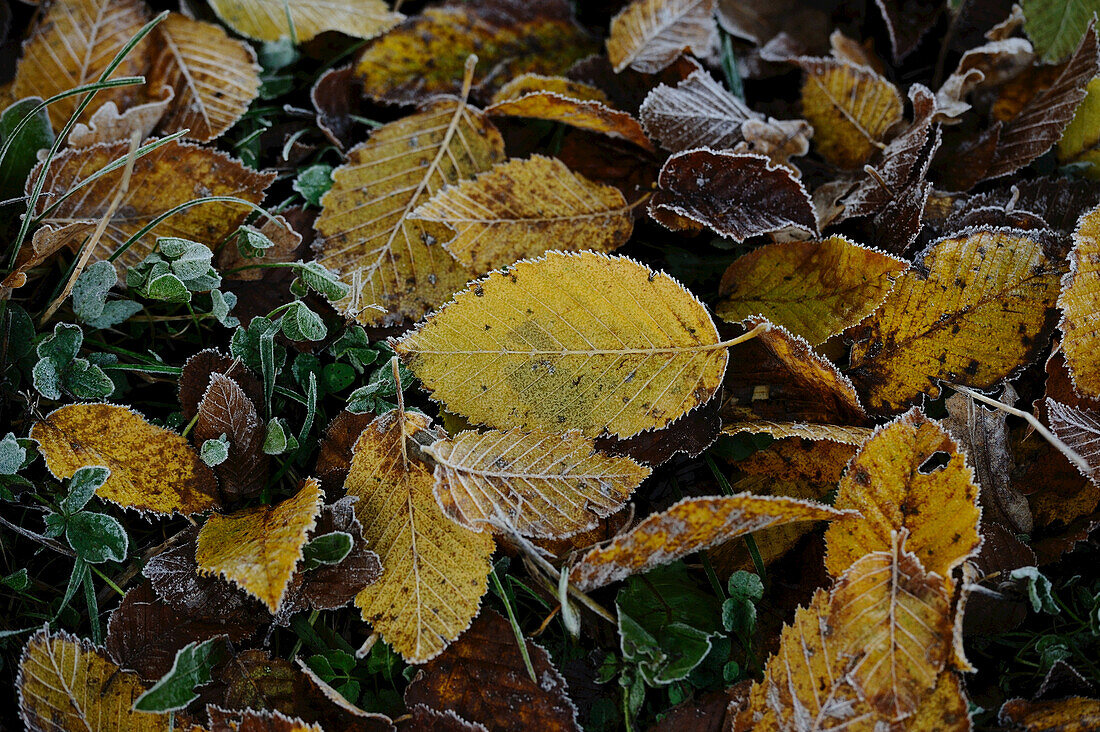 Nahaufnahme von Blättern der Hainbuche (Carpinus betulus) am Boden im Herbst, Oberpfalz, Bayern, Deutschland