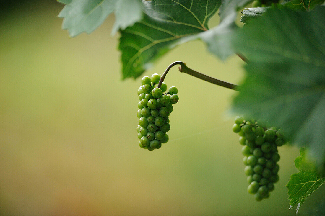 Close-up of green grapes in a field in early autumn, Baden-Wuerttemberg, Germany