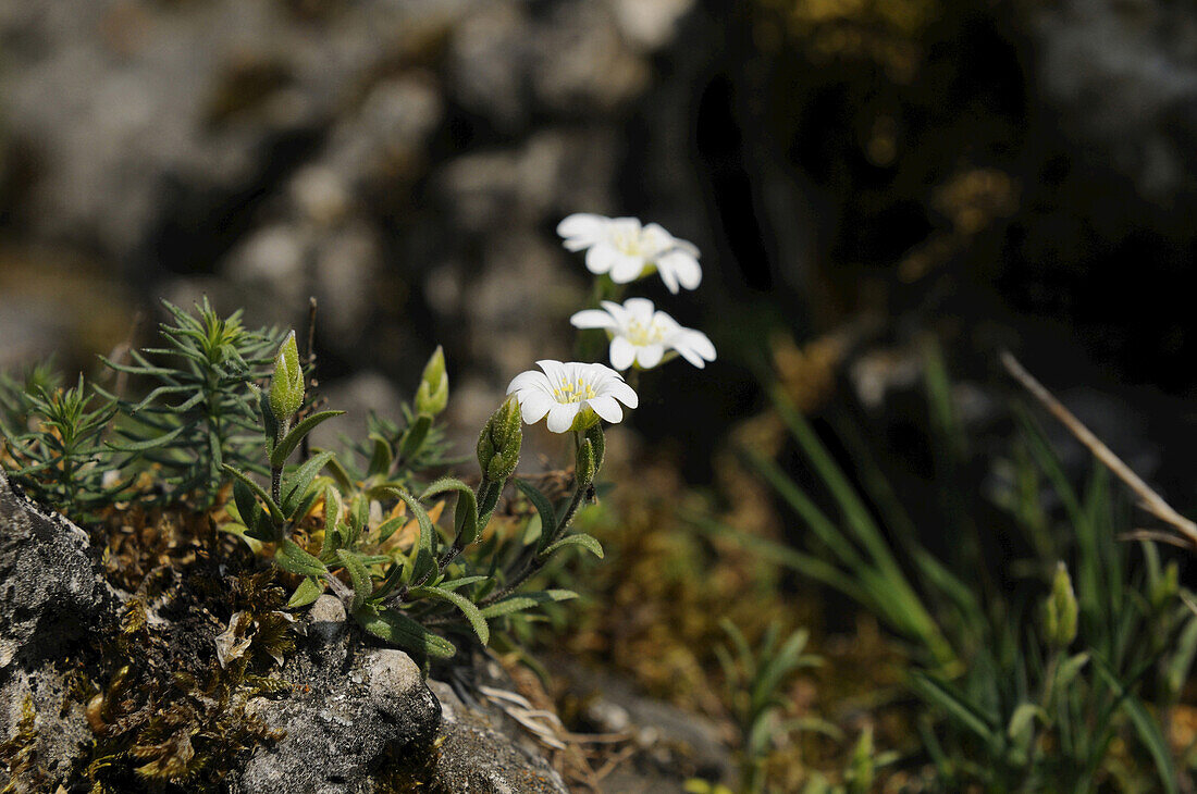 Nahaufnahme einer Blüte der Großen Sternmiere (Stellaria holostea) im Frühsommer, Franken, Bayern, Deutschland