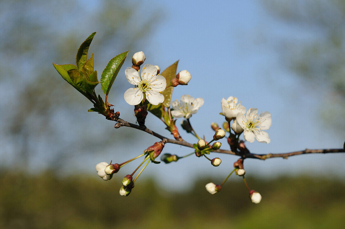 Nahaufnahme von Kirschblüten (Prunus avium) in einem Garten im Frühling, Bayern, Deutschland