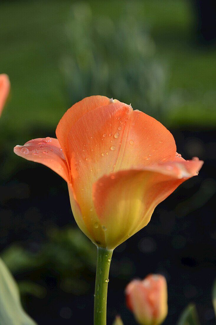 Close-up of Tulip (Tulipa) Blossoms in Garden in Spring, Bavaria, Germany