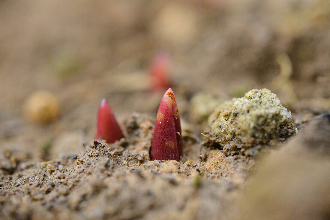 Close-up of Buds Growing in Winter, Upper Palatinate, Bavaria, Germany