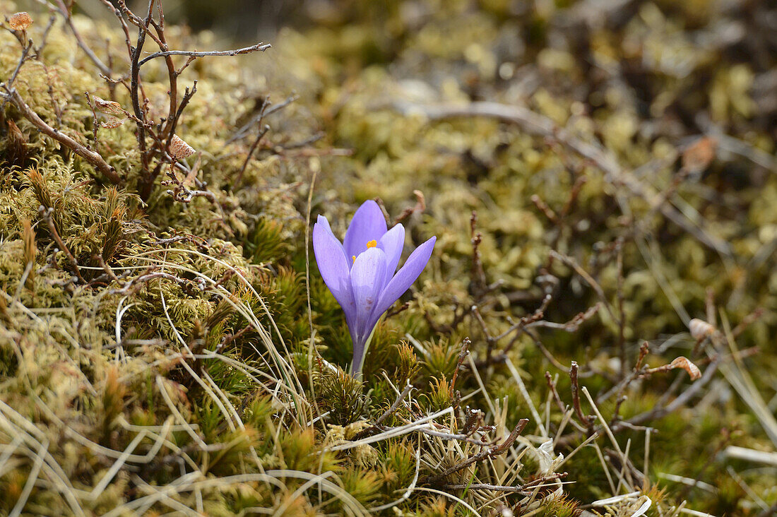 Giant Crocus (Crocus vernus) in Meadow in Spring, Styria, Austria