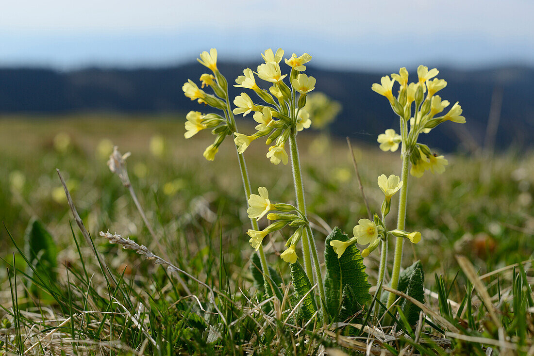 Nahaufnahme der Blüten der Echten Ochsenlilie (Primula elatior) auf einer Wiese im Frühling, Bayern, Deutschland