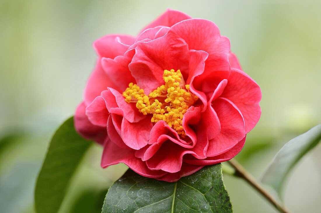 Nahaufnahme einer Blüte der Kamelie (Camellia reticulata)