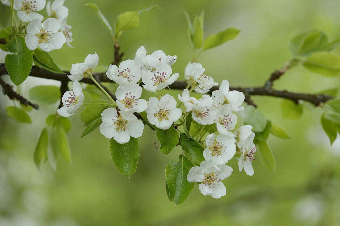 Nahaufnahme von Birnenblüten im Frühling, Oberpfalz, Bayern, Deutschland